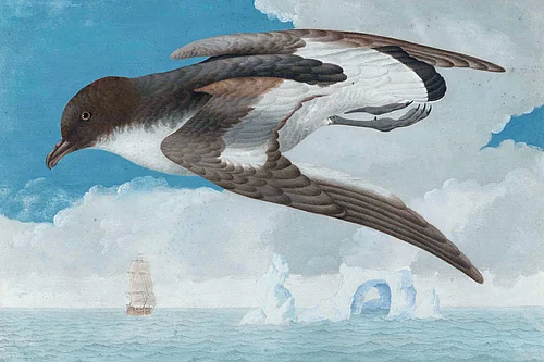 Georg Forsters Entdeckung der Südsee