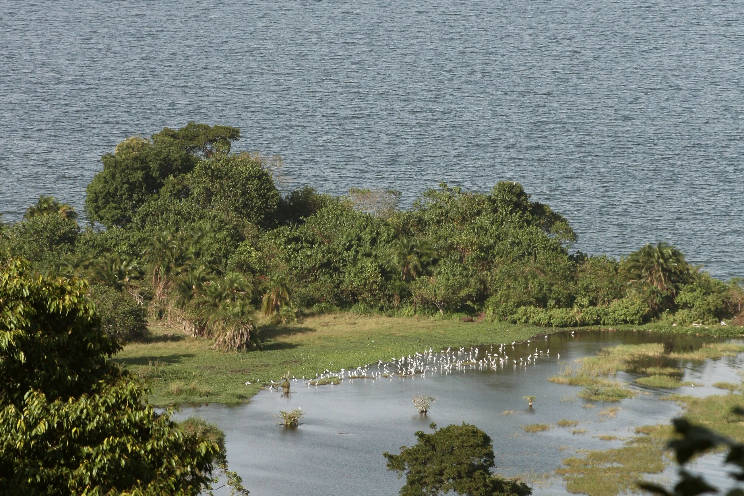 Das Rubondo-Experiment