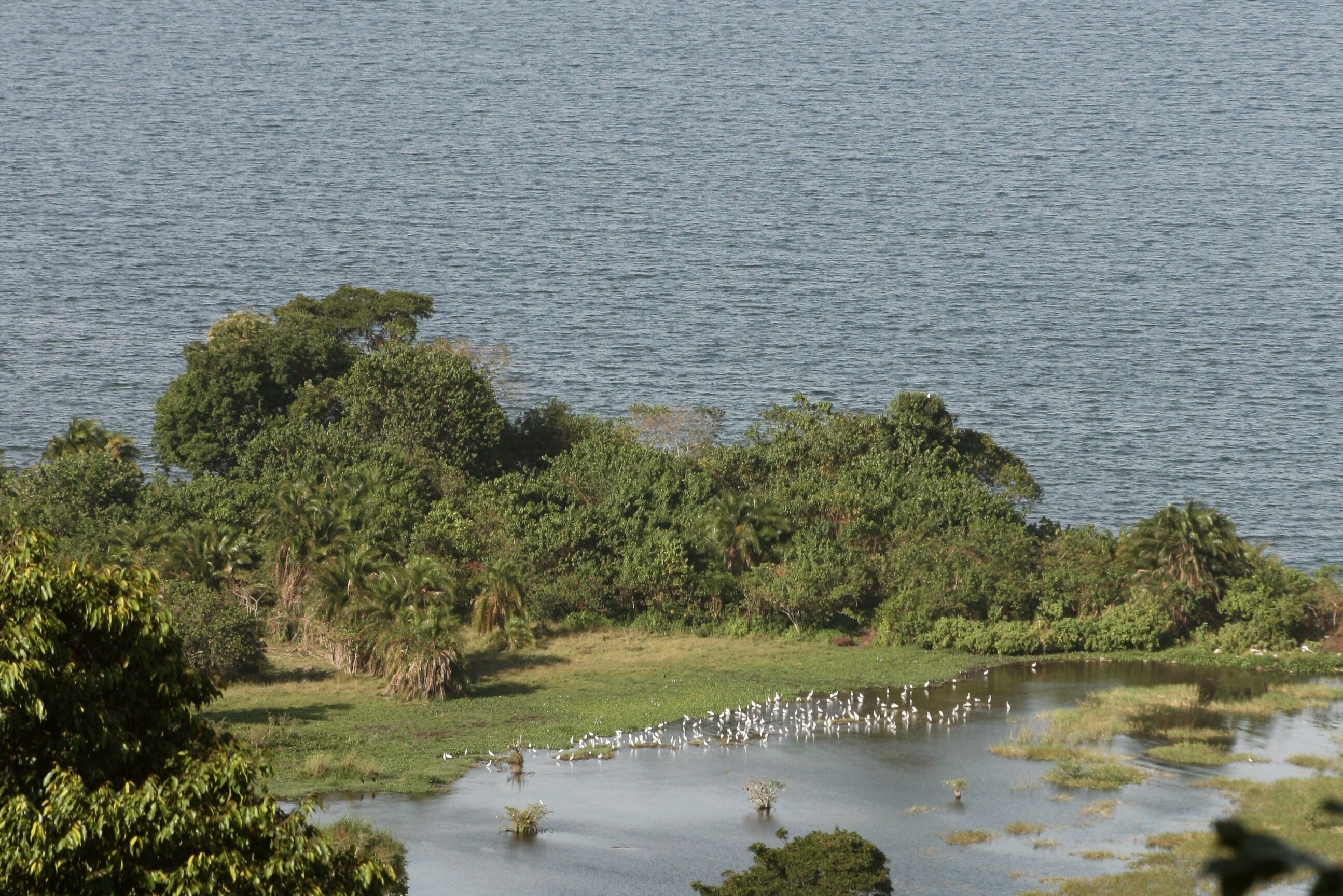 The Rubondo-Experiment