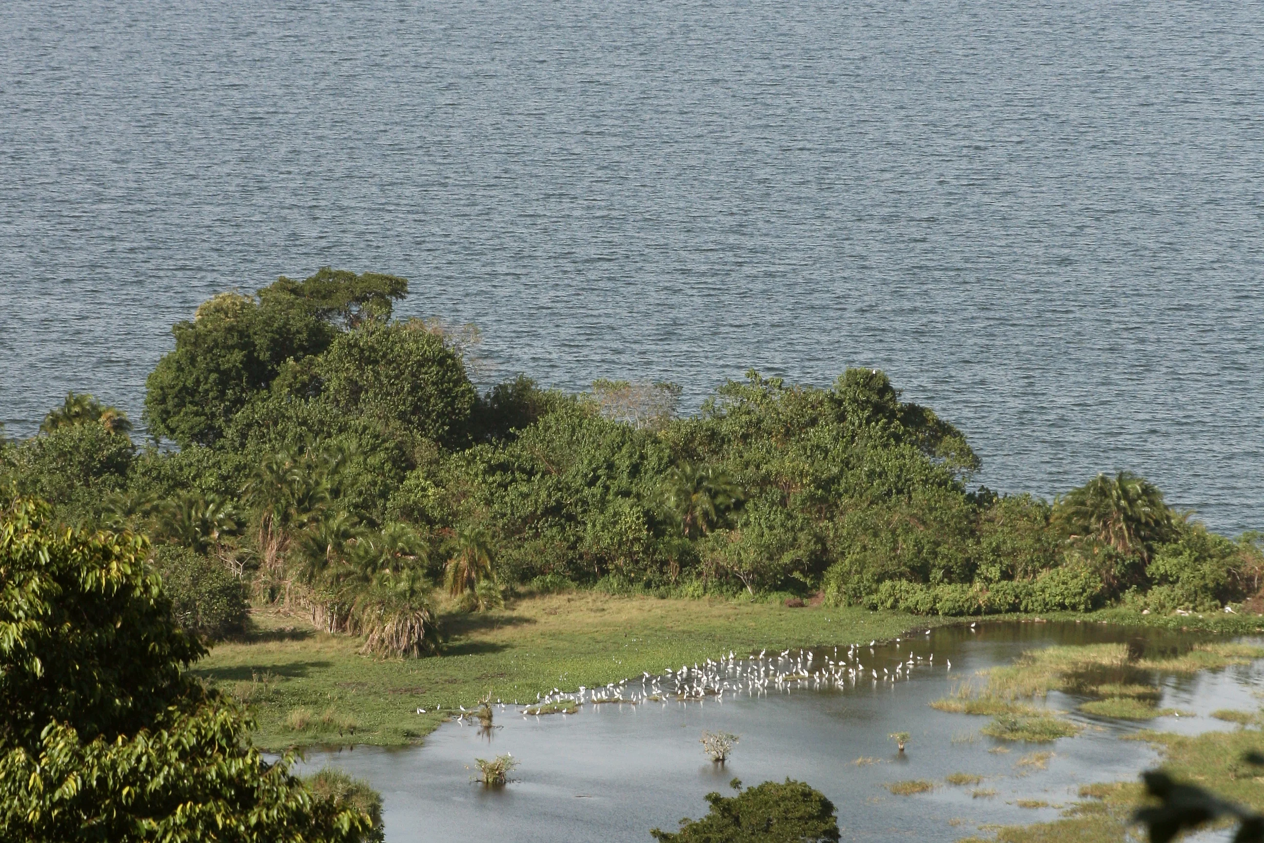 The Rubondo-Experiment