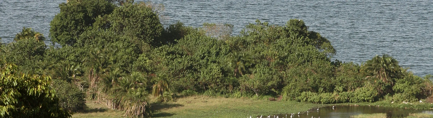 Das Rubondo-Experiment