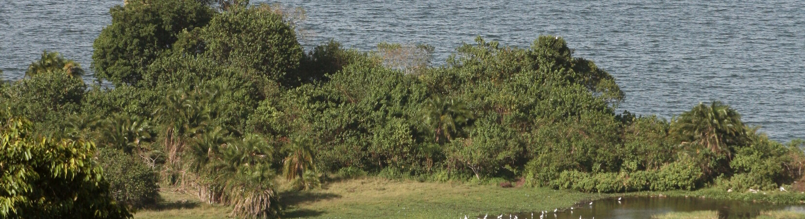 Das Rubondo-Experiment