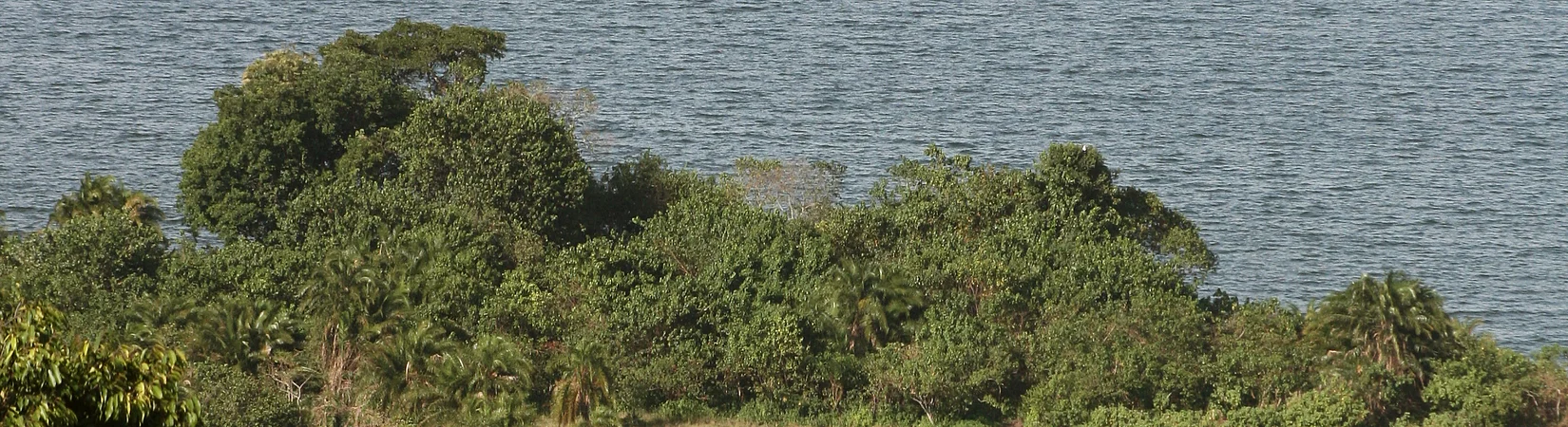 The Rubondo-Experiment