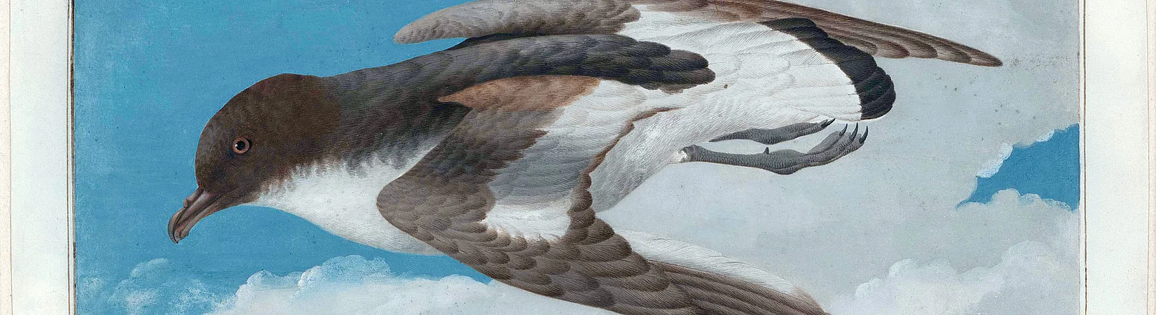 Georg Forsters Entdeckung der Südsee