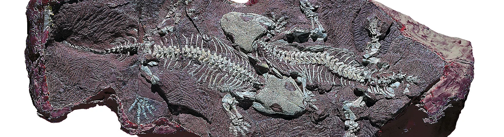 Öffnen von Wissenschaft: Neue Wege des Wissenstransfers am Beispiel des Forschungsprojekts BROMACKER